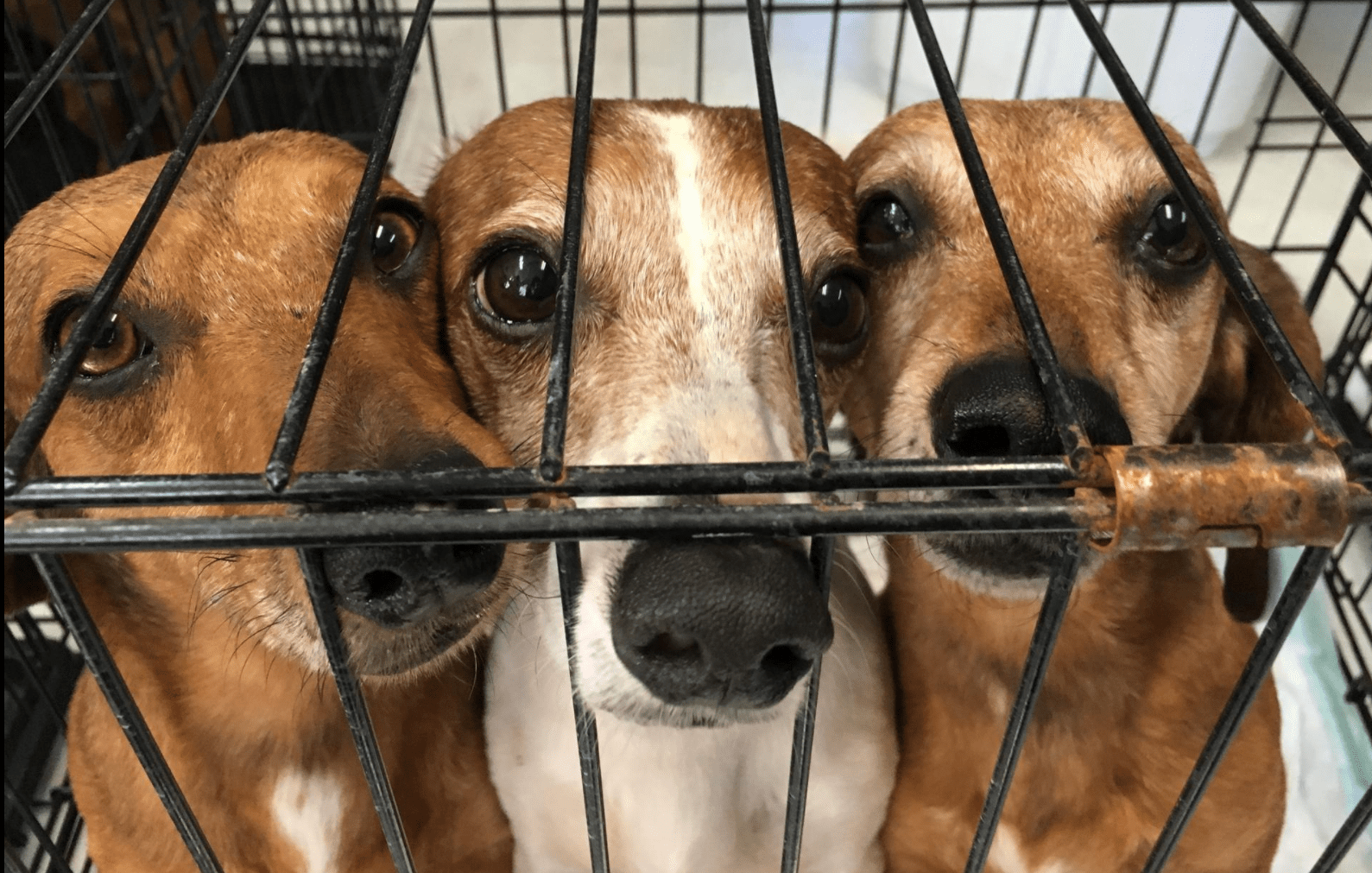 Alaqua, Save Underdogs Rescues 50 Daschshunds from Hoarding Case
