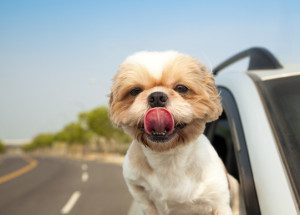 happy-dog-out-car-window-100227089-gallery