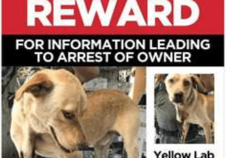 Reward for information leading to arrest of owner poster