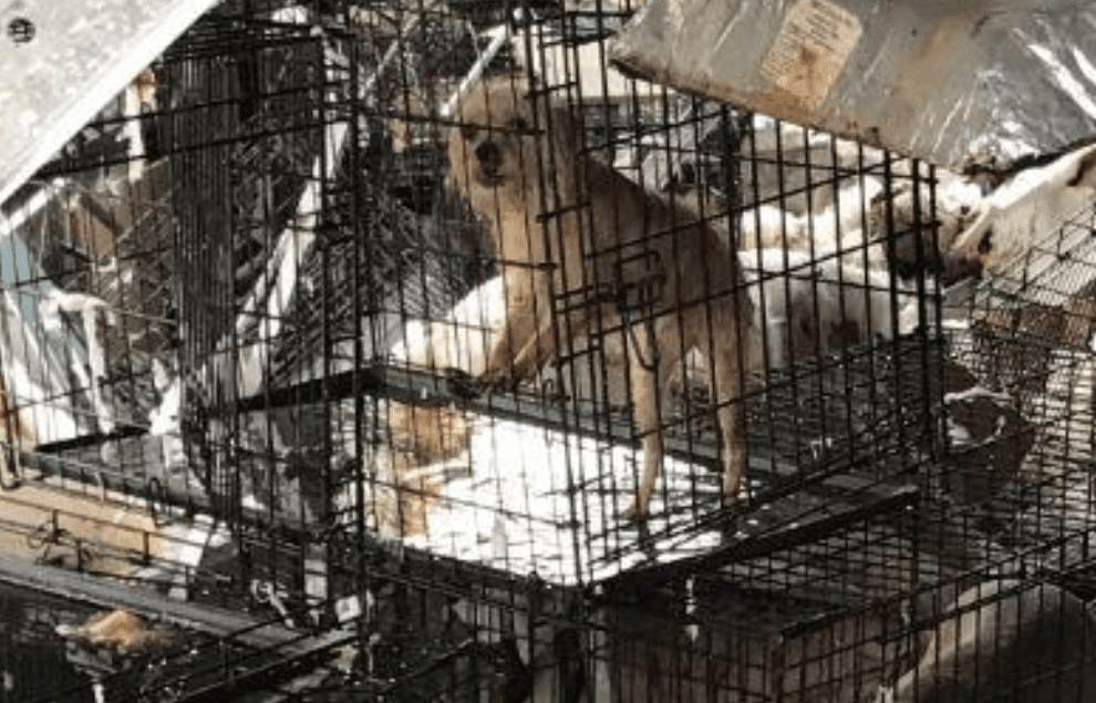 Animal Shelters Survive Michael