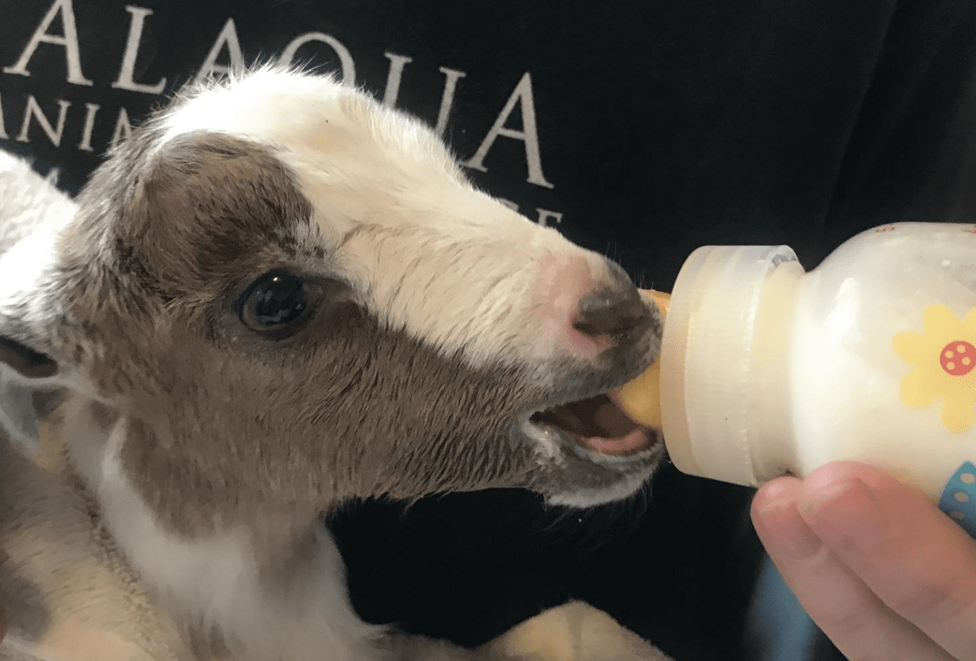 Baby Boom: Rescued Callaway Goats Quickly Multiplying at Alaqua