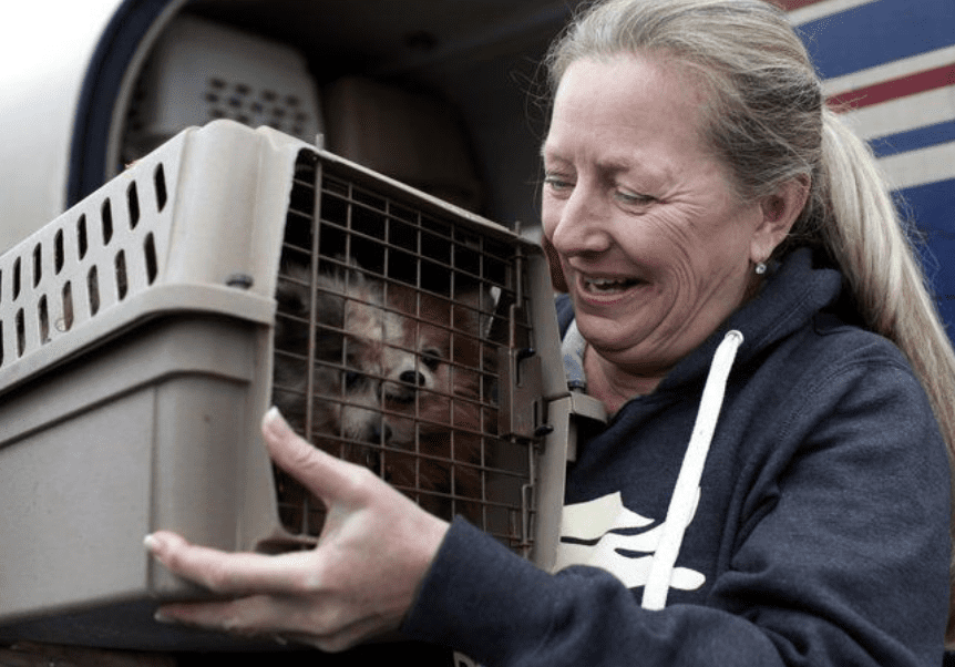 Groups Rescue Pets Left Homeless after Hurricane Michael