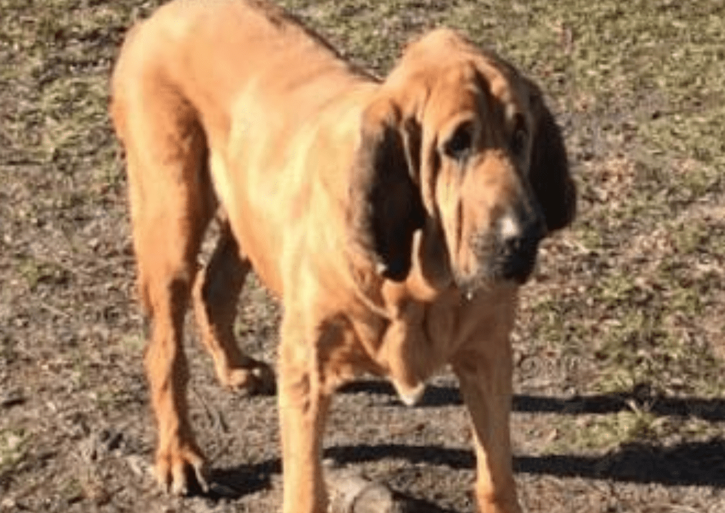 Disabled Bloodhound Rescued after Michael