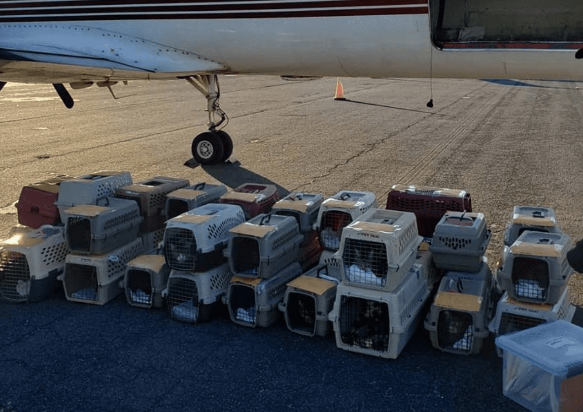 173 Feline Refugees from Michael Flown to Washington