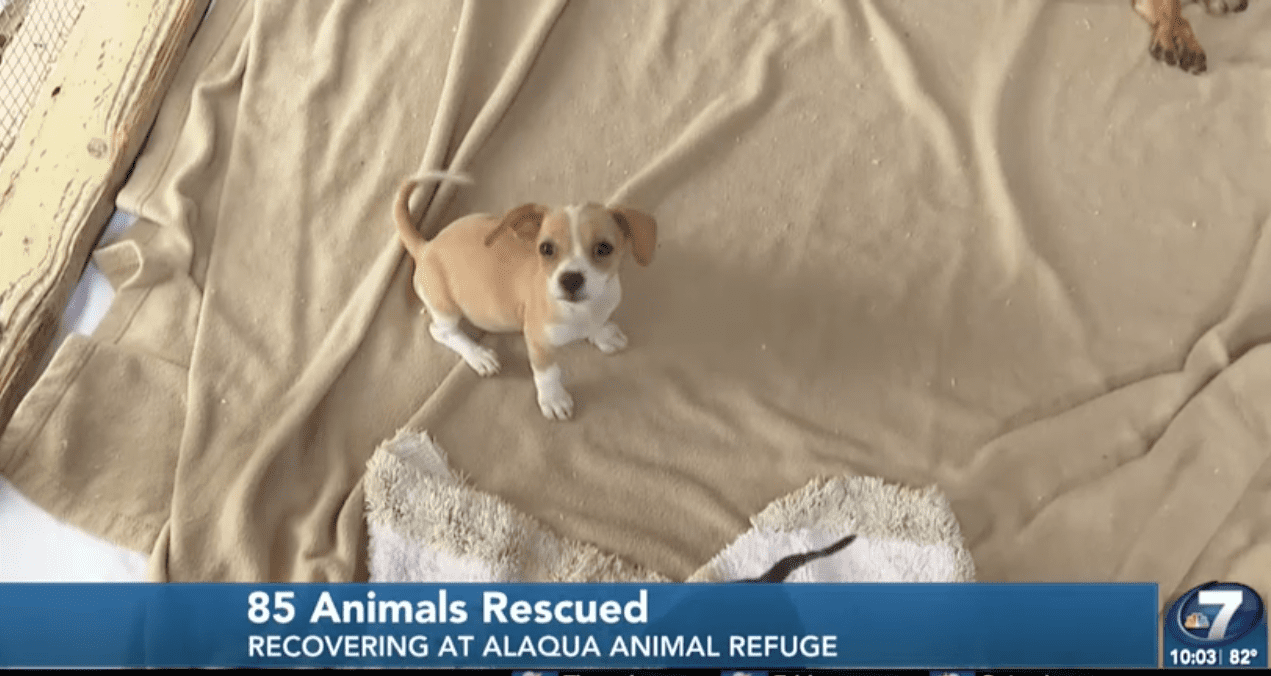 85 Animals Rescued