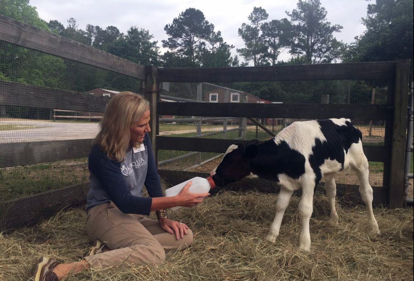 Local animal shelter saves calves from the dinner table