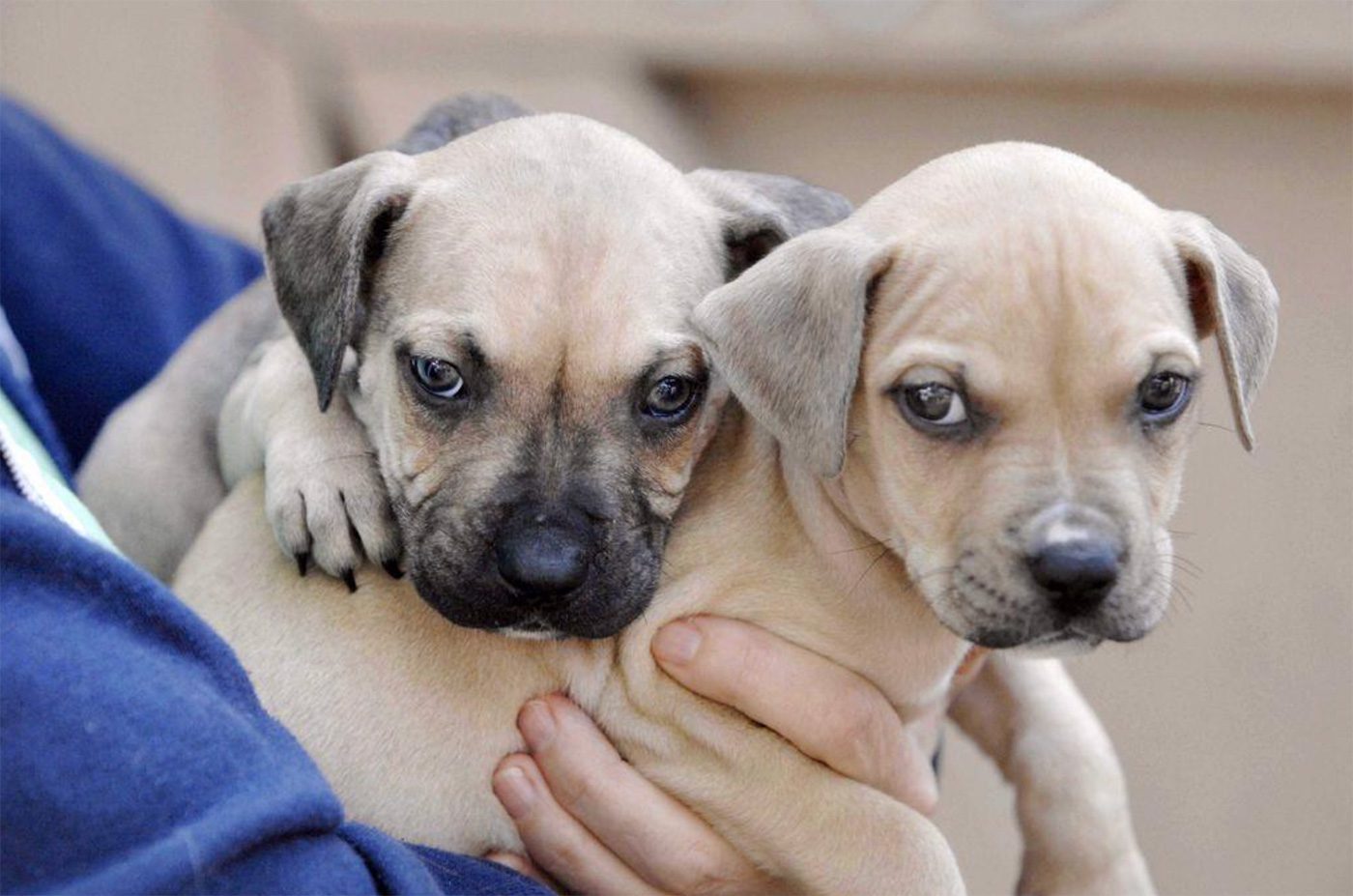 Local No-Kill Shelter Overflowing with Puppies