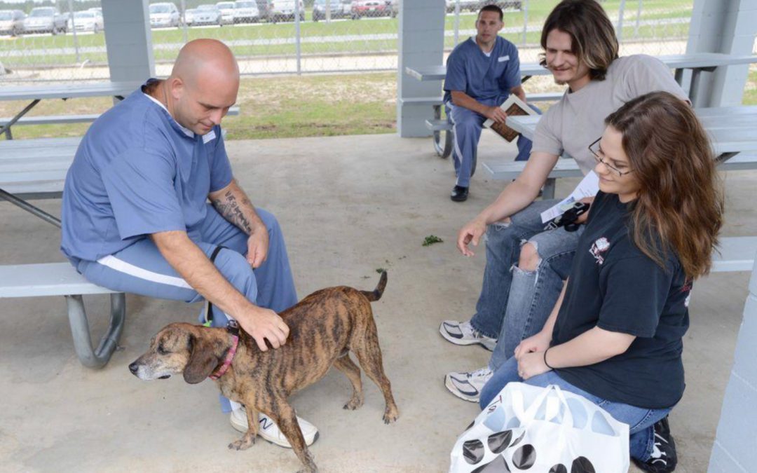 VIDEO: Inmates from Walton Correctional Institution train dogs from Alaqua Animal Refuge to help make them more adoptable.
