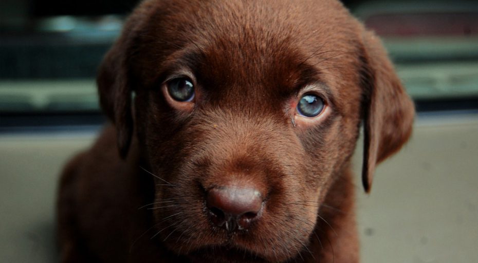 Donate to Alaqua puppy eyes