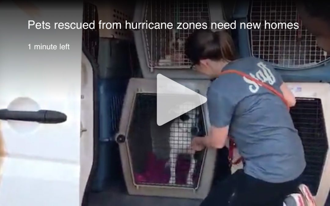 Pets rescued from hurricane zones need new homes video