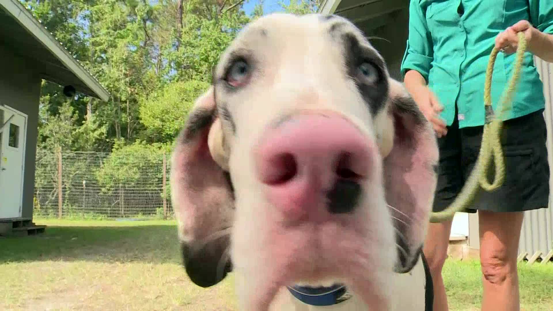 VIDEO: Florida animal refuge takes in 73 Great Danes after breeder gets sick