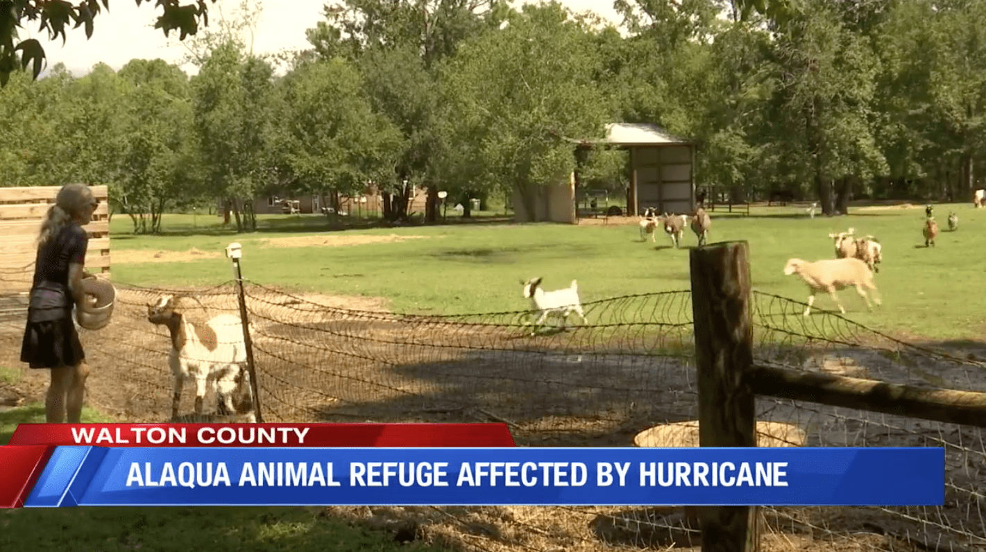 Alaqua Animal Refuge Had to Swim their Farm Animals to Safety after Sally Flooding