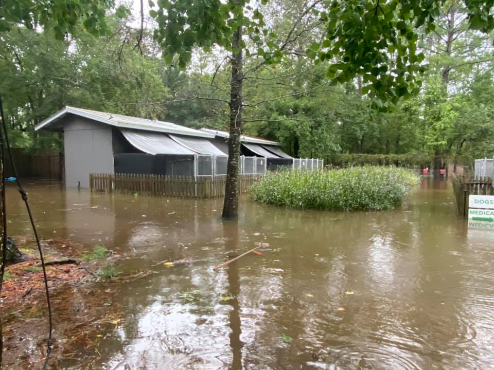 From Flood to Forever Home: Alaqua Animal Refuge Announces Plans to Move to Future Home