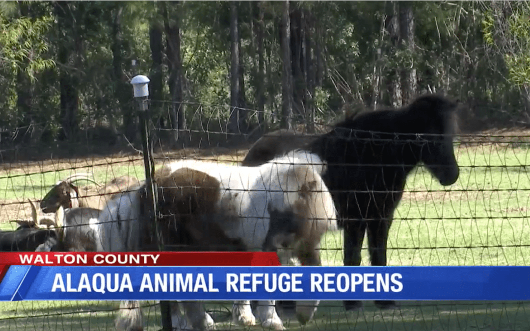 Alaqua Animal Refuge is Trying to Find Normalcy