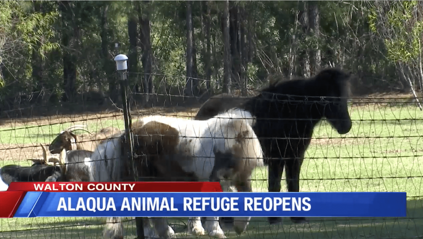 Alaqua Animal Refuge is Trying to Find Normalcy