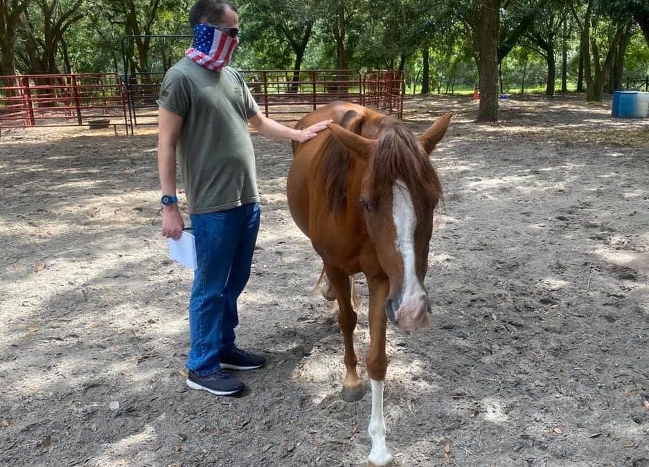 Animal Refuge Offers Equine Therapy for Military Veterans with PTSD
