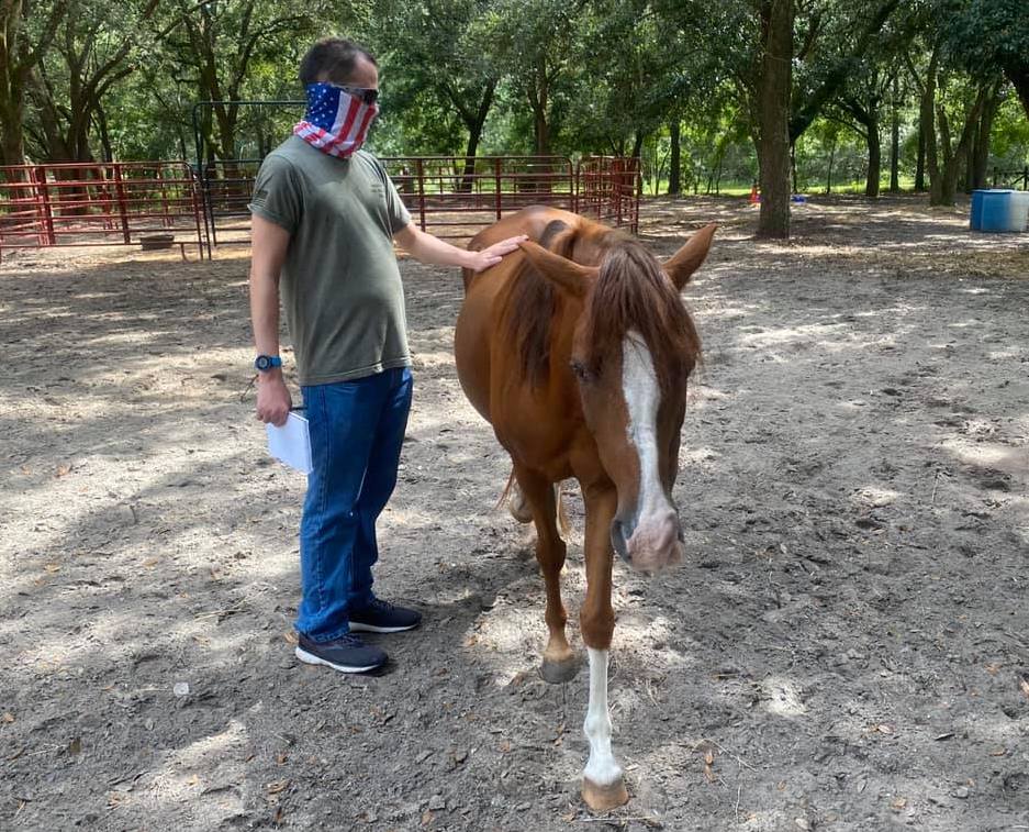 Animal Refuge Offers Equine Therapy for Military Veterans with PTSD