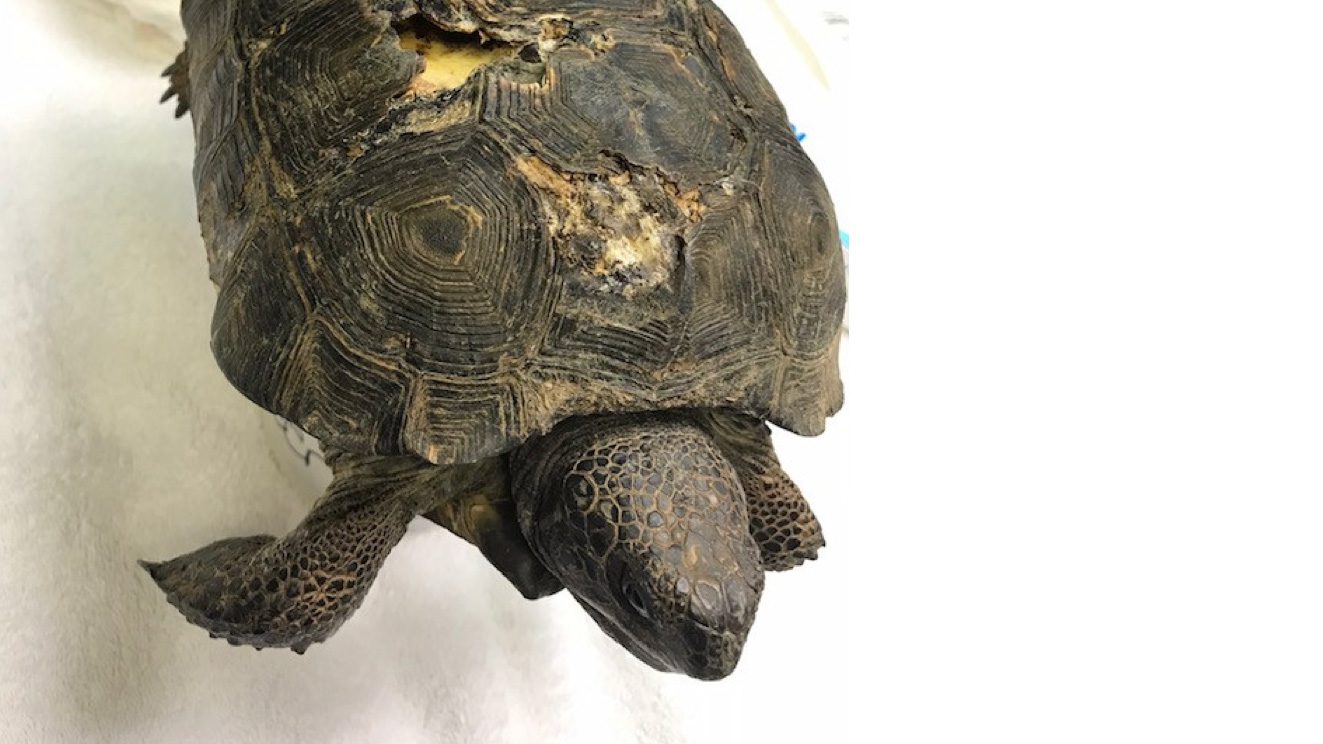 Injured Sea Turtle Gets Cleaned With A Tooth Brush by Stocksy Contributor  Akela - From Alp To Alp - Stocksy