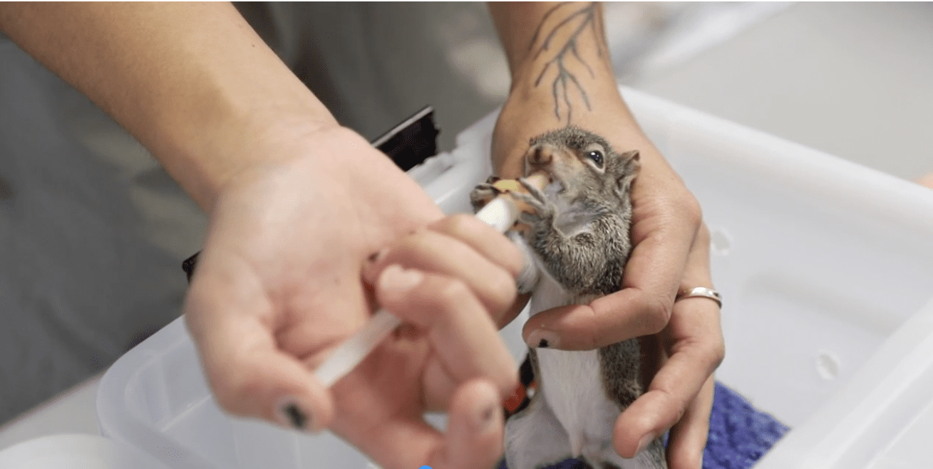 Alaqua Animal Refuge Opens ‘Much Needed’ Rehab Center for Injured Wildlife