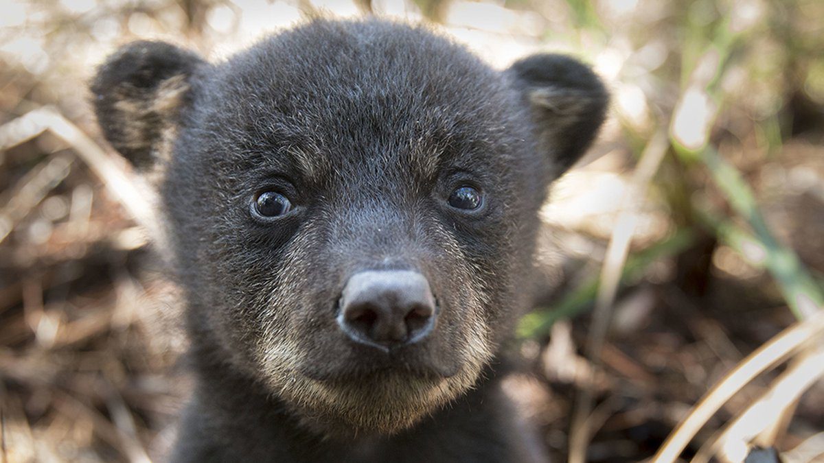 Yacht Donated to Alaqua to Help Save Florida’s Black Bears