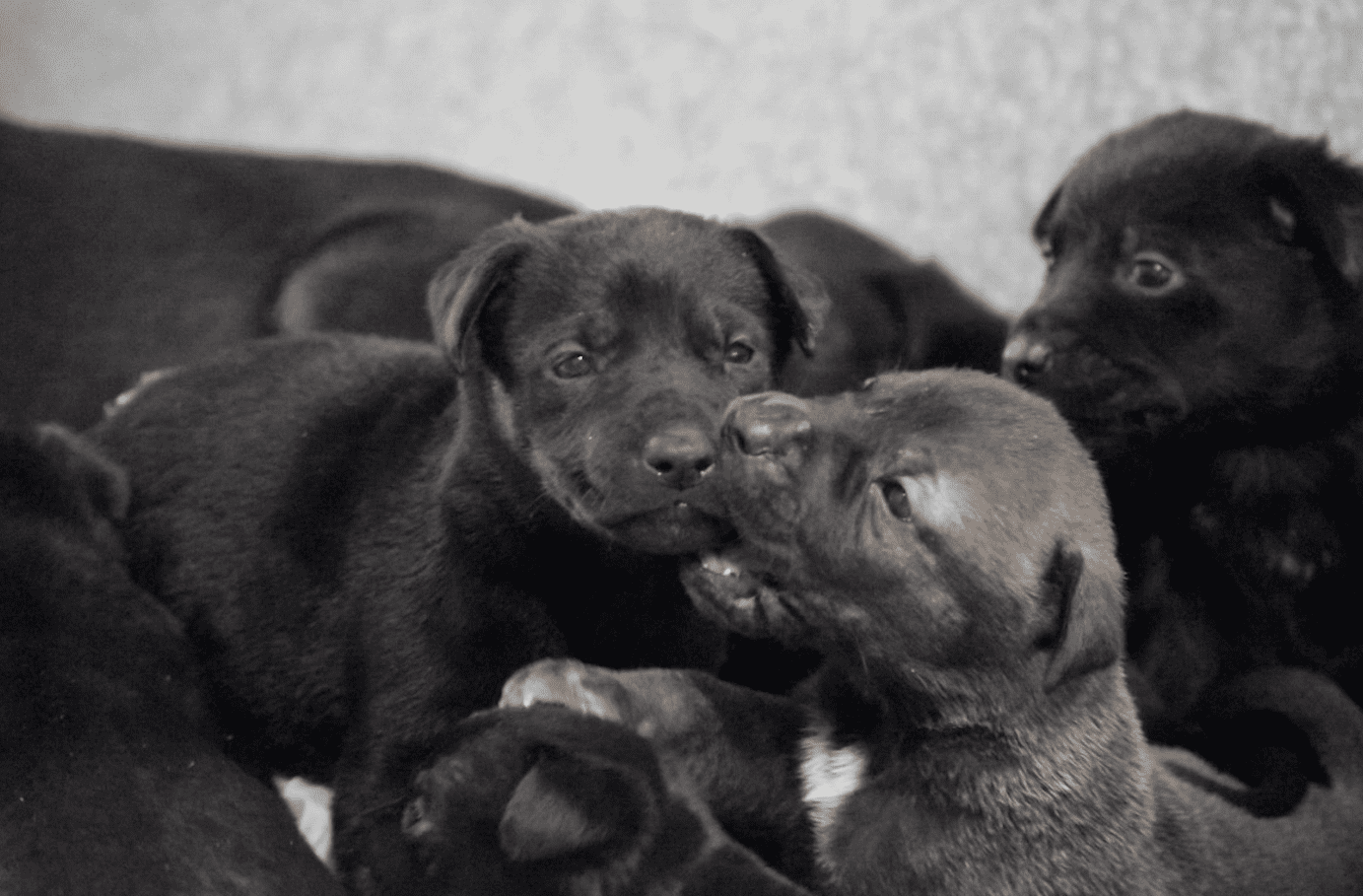 Florida Couple Abandoned Dog and Her 11 Puppies on Doorstep of Animal Control Shelter