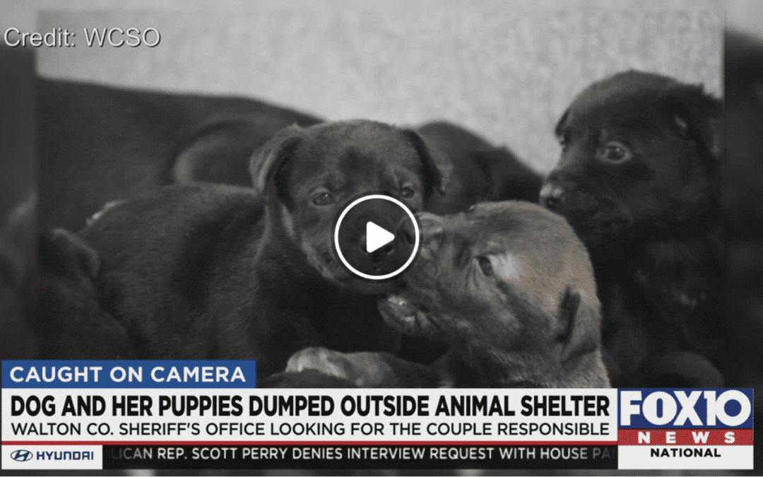 Dog and 11 Puppies Abandoned Outside Local Animal Shelter