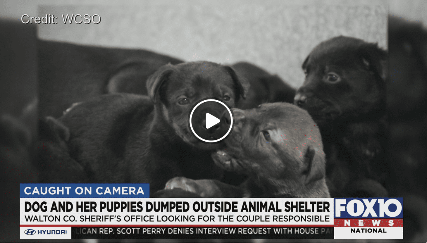 Dog and 11 Puppies Abandoned Outside Local Animal Shelter