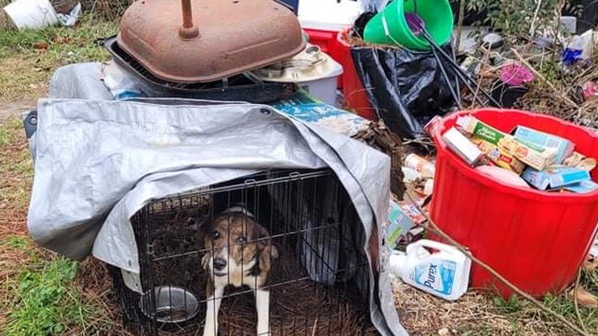 Dogs Found Living in Wire Crates in the Cold Rescued from Alabama Home