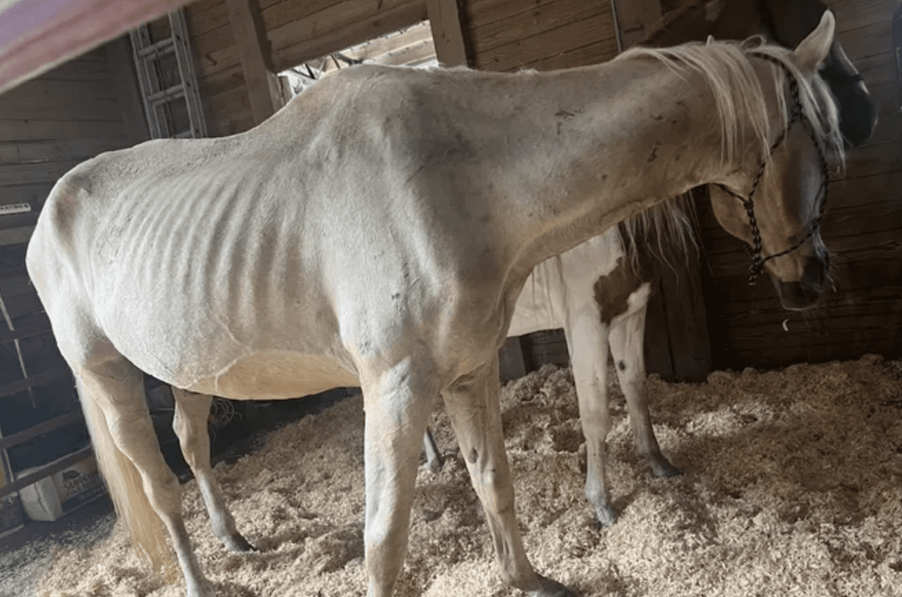 Nine Emaciated Horses Rescued from Holt Home