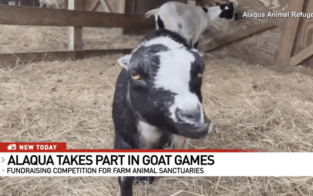 Walton County’s Alaqua Animal Refuge to Compete in 2022 Goat Games