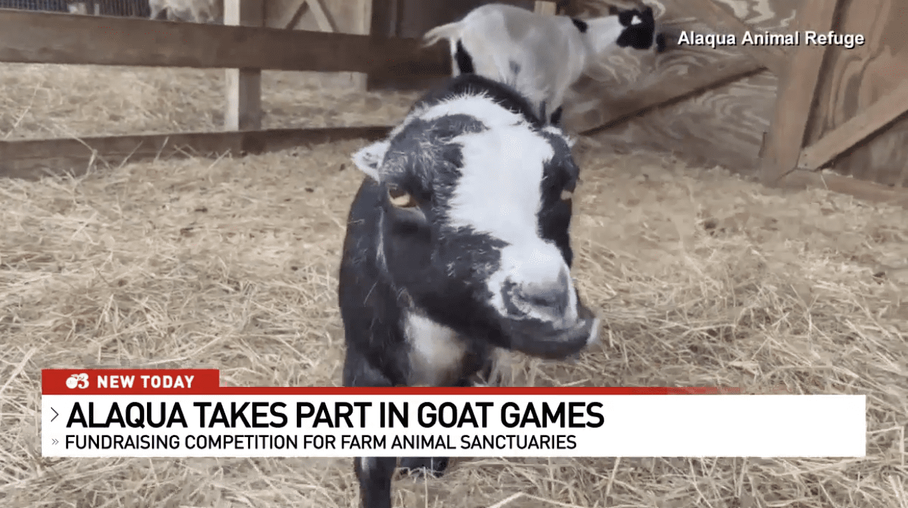 Walton County’s Alaqua Animal Refuge to Compete in 2022 Goat Games