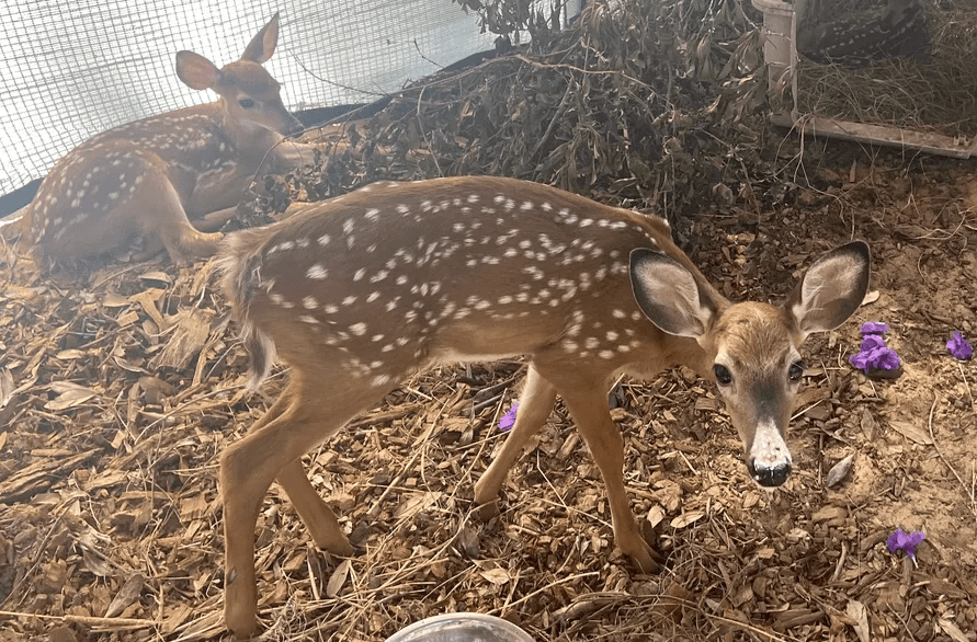 People in Northwest Florida are ‘Rescuing’ Fawns They Think are Abandoned