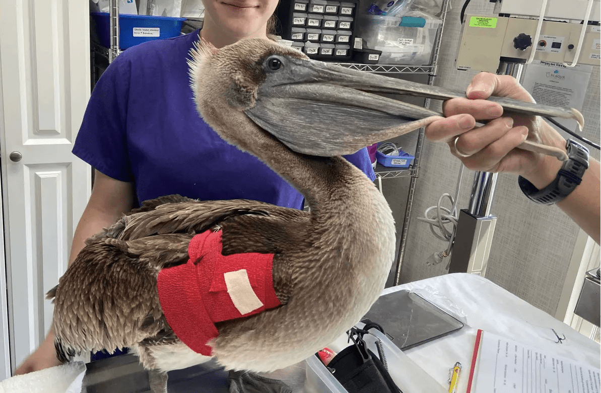 Alaqua Rescues a Pelican Trapped in a Tree with the Help of Firefighters