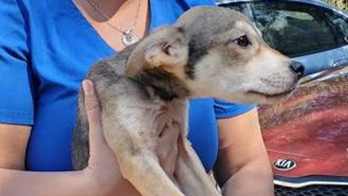 Nearly 40 Dogs in Poor Condition Rescued from Northwest Florida Home