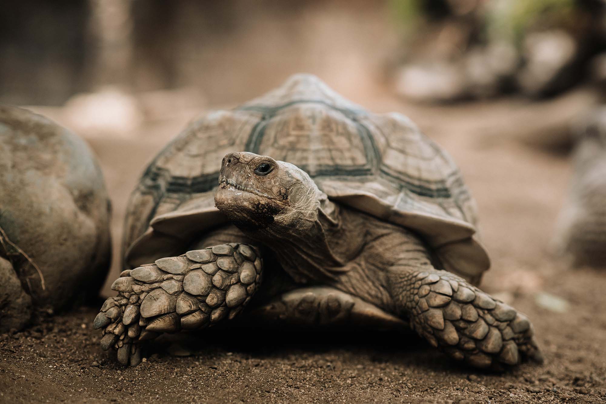 Tortoises - Alaqua