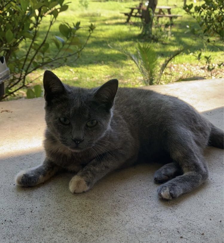 Pepper – stray cat