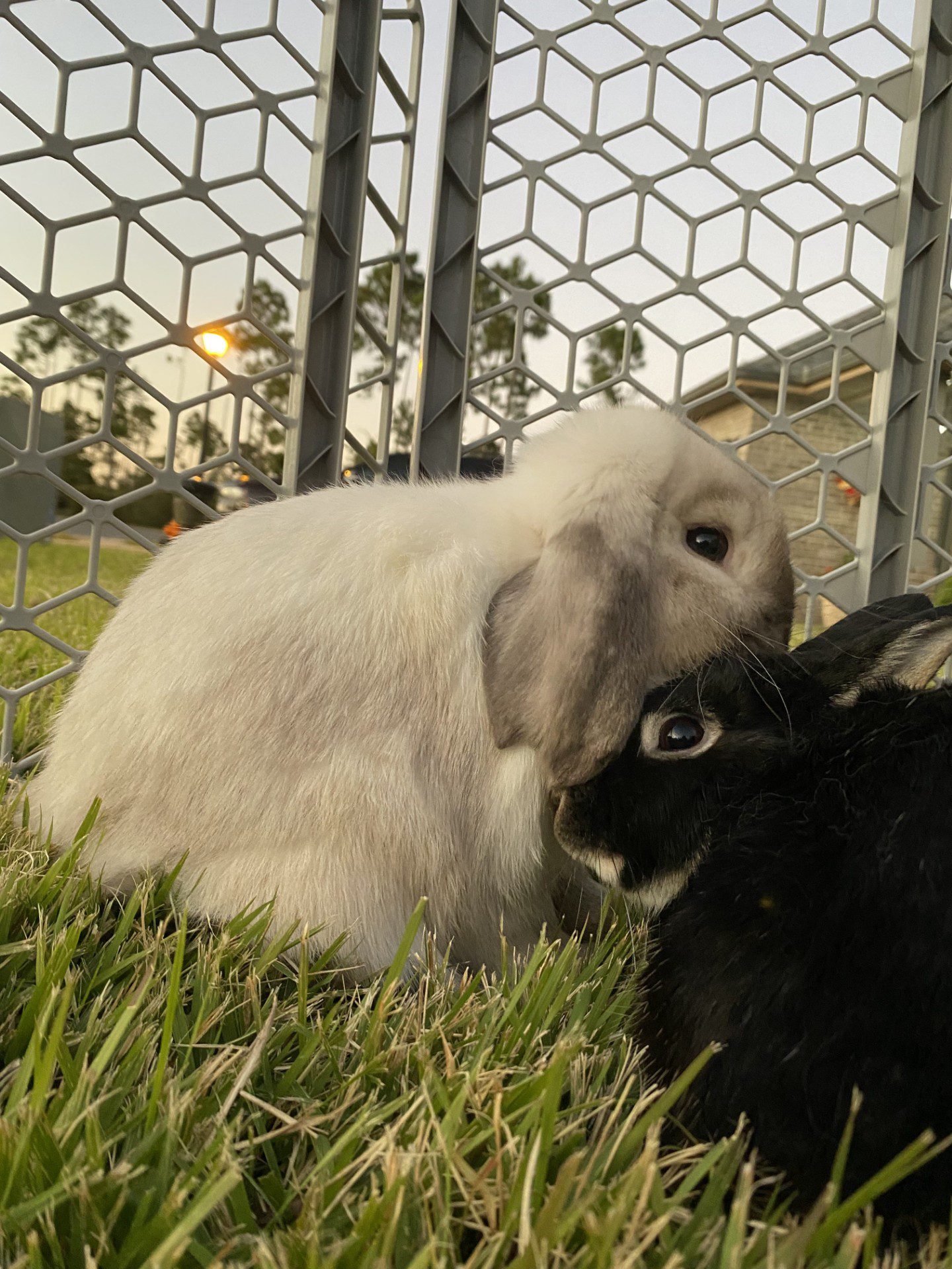 Milo and Stella – bunnies