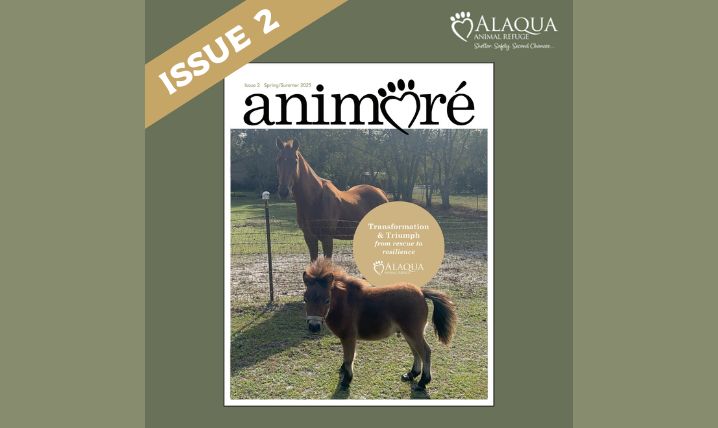 Alaqua introduces Animoré Magazine