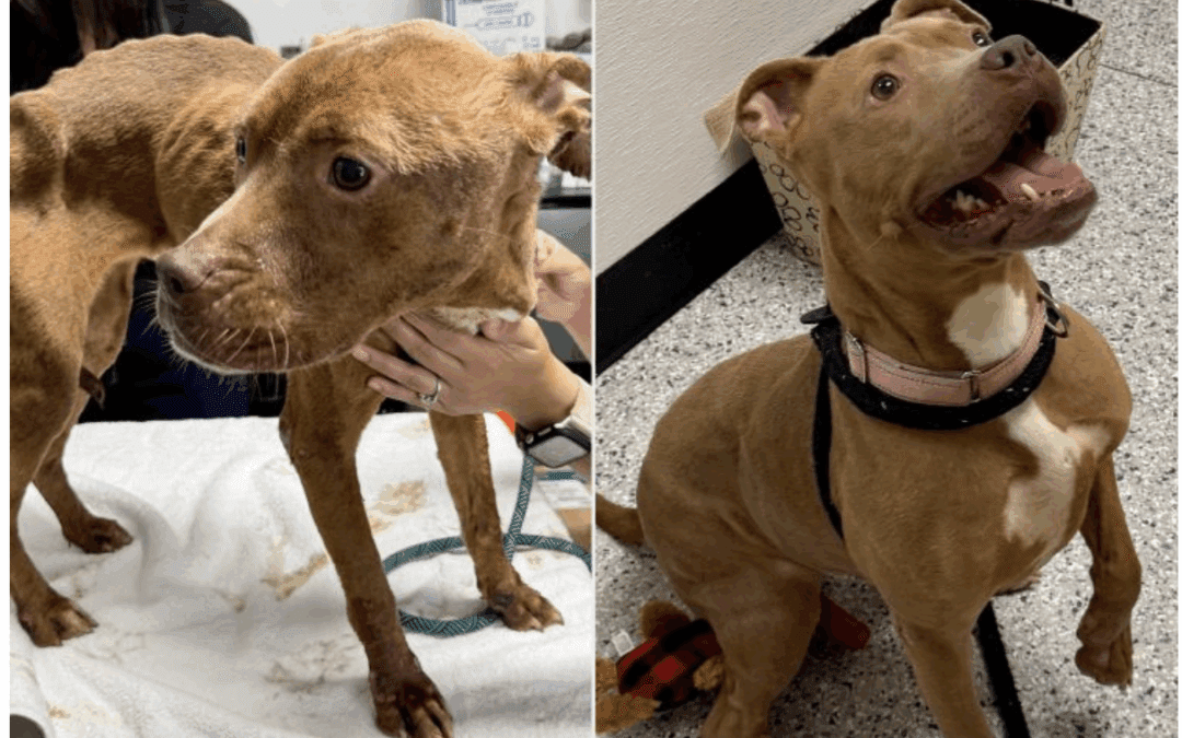 Emaciated Dog Found Abandoned in a Cage Inside an Empty Sweltering House Gets a New Start (Exclusive)