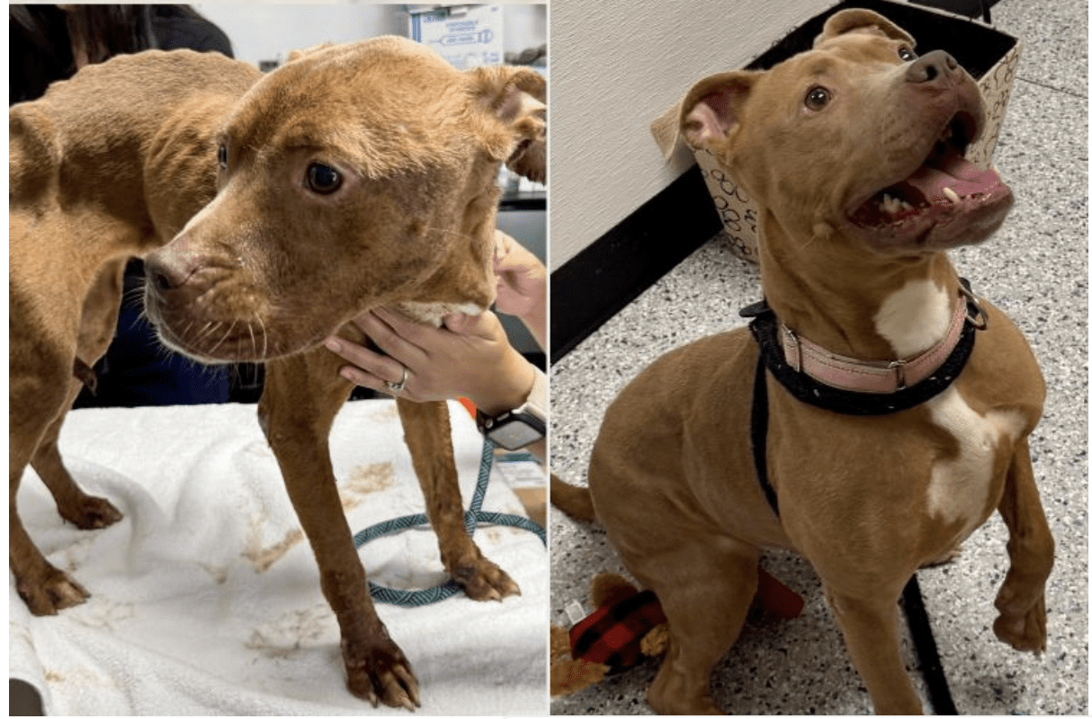 Emaciated Dog Found Abandoned in a Cage Inside an Empty Sweltering House Gets a New Start (Exclusive)