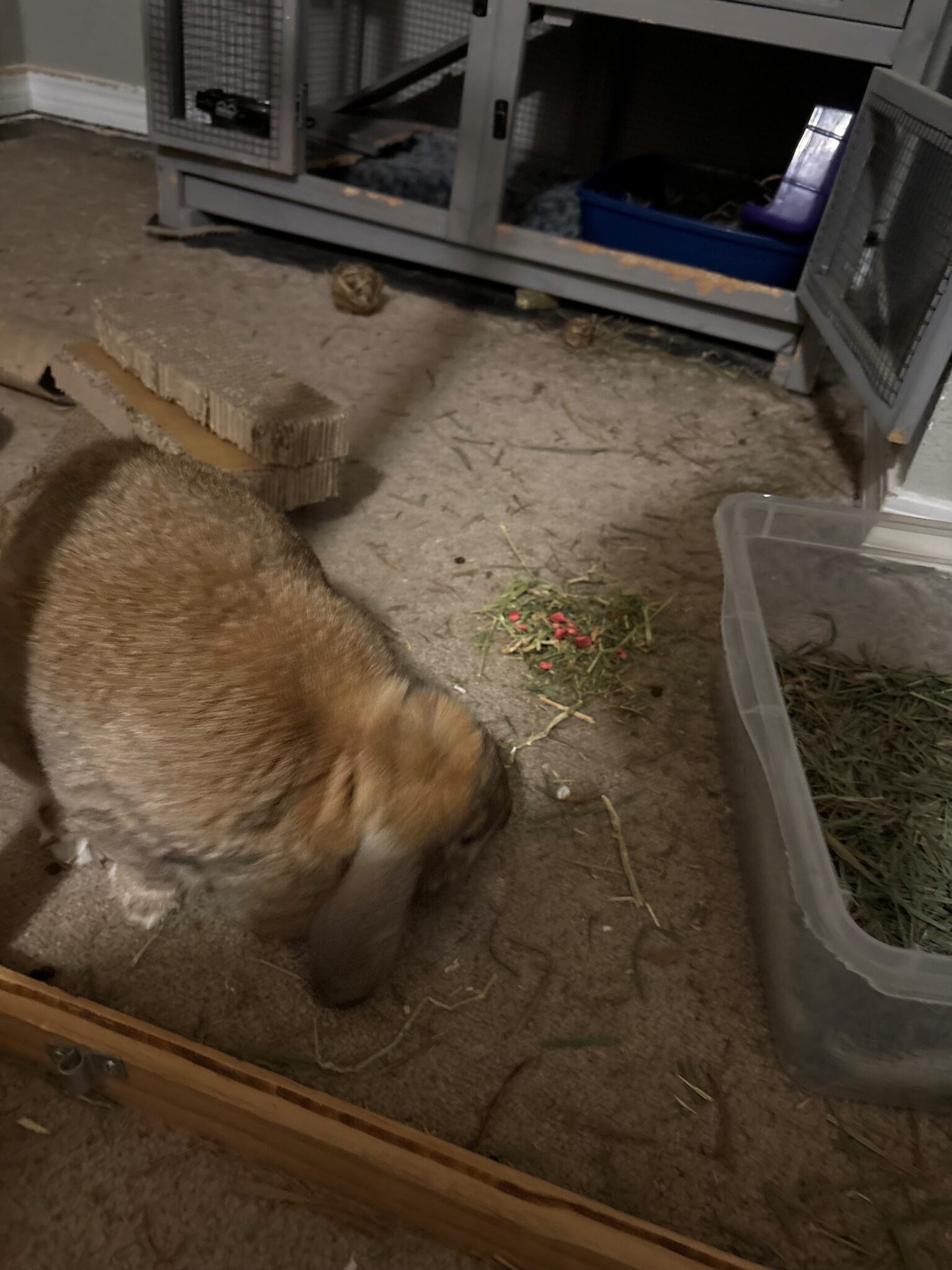 Bonsie
