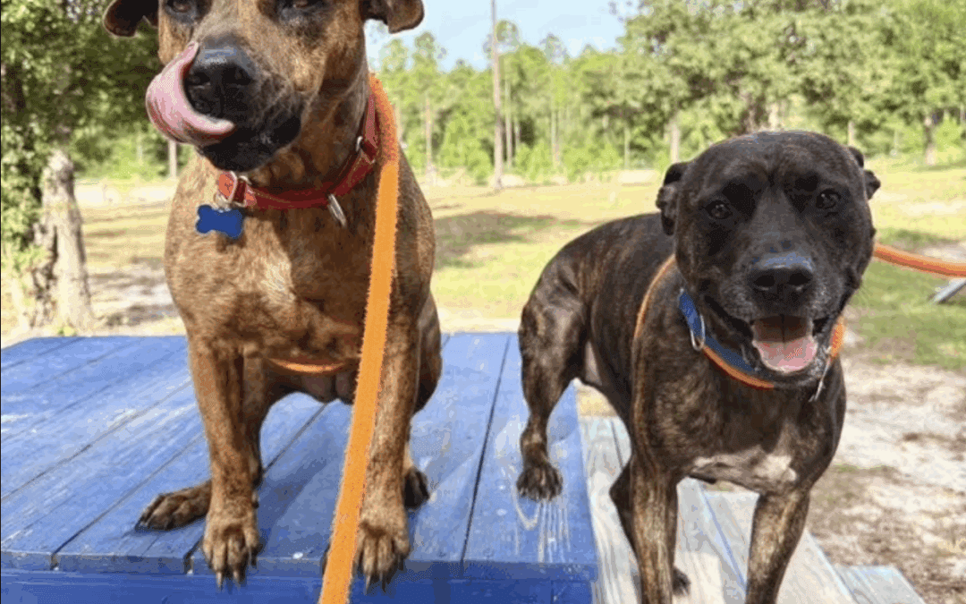 From Animoré Magazine: Breaking Down Breed Bias: Finding Forever Homes for Florida’s Mixed Breed Shelter Dogs