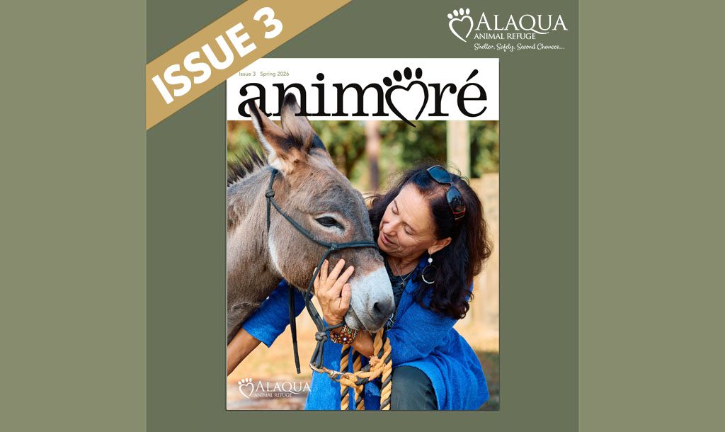 AAR Animoré Magazine Issue 3 Spring 2026 homepage graphic