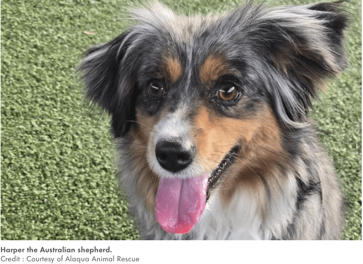 Rescue Dog ‘Stuck in Survival Mode’ Thrives After 6 Months of Dedicated Training (Exclusive)