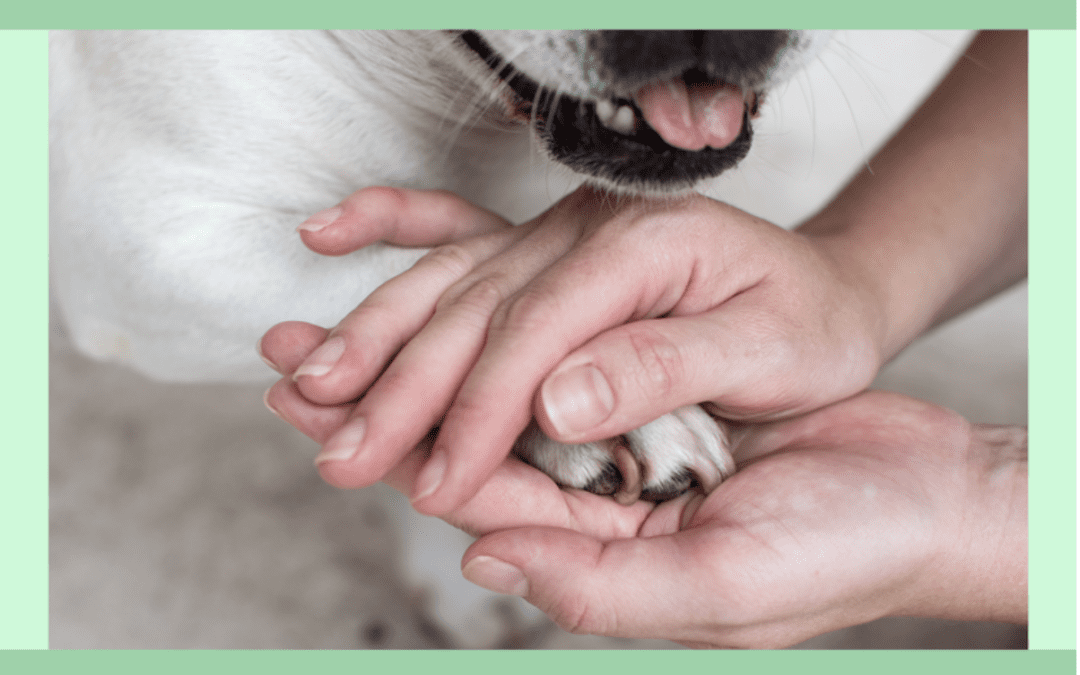 How to Build a Support System for Your New Dog