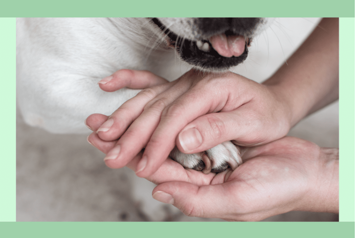 How to Build a Support System for Your New Dog - Alaqua