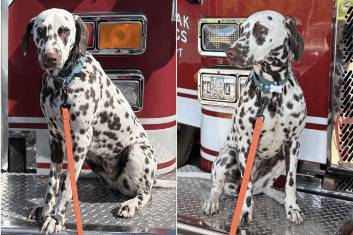Surrendered Dalmatian Left Without a Home Ends Up with a Firehouse Full of Adopters (Exclusive)