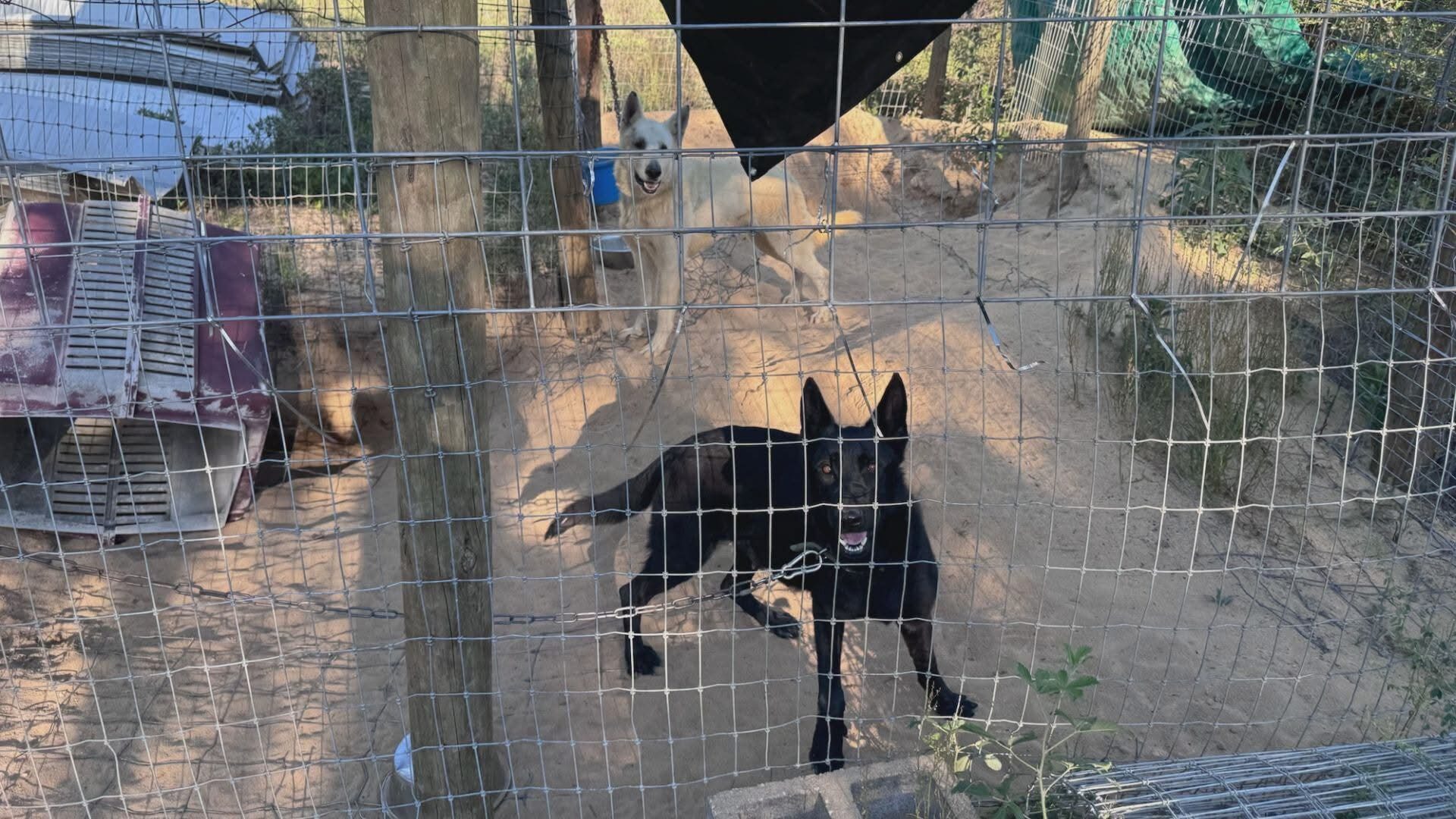 85 animals rescued from Calhoun County in “heartbreaking conditions”