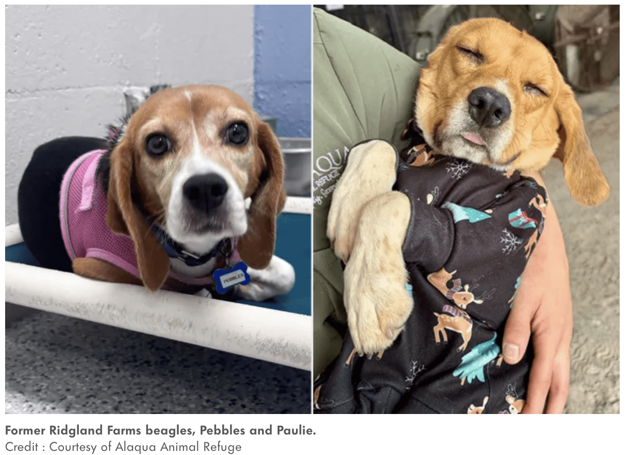 Beagles Who Spent Their Lives in Cages at a Research Facility Find Freedom and Love in New Homes (Exclusive)