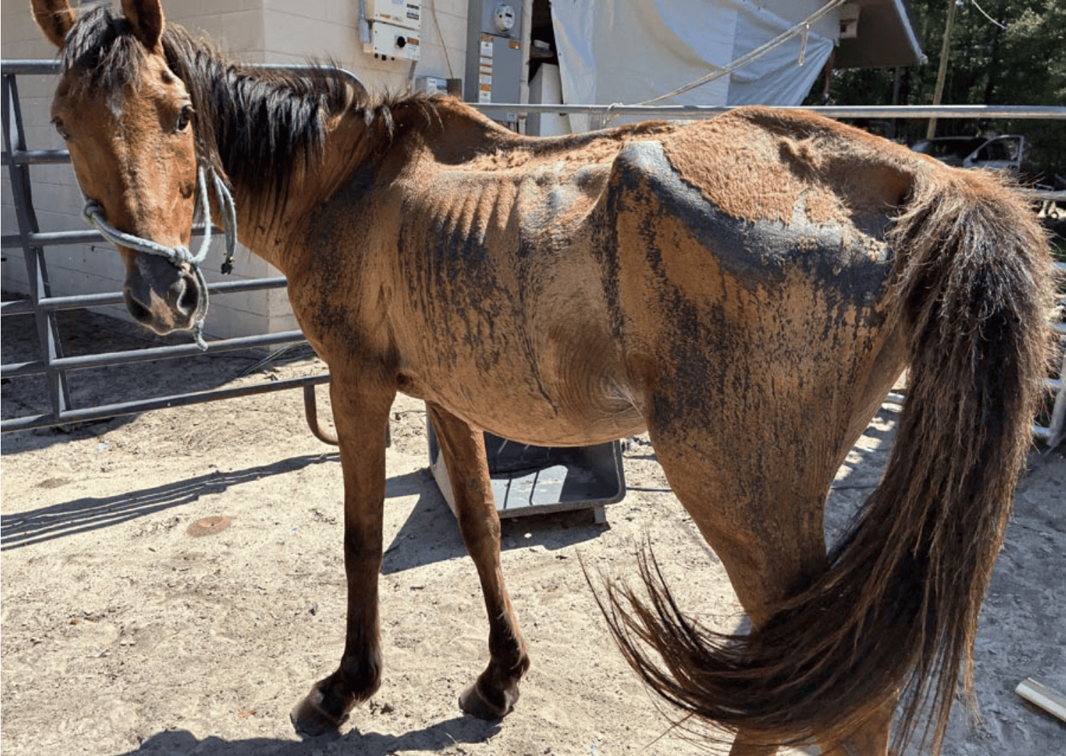 Six Horses Rescued from Cruelty Investigation Begin Long Road to Recovery at Alaqua Animal Refuge